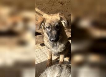 Wunderschöner Schäferhund Mix Junghund in 66346 in Pflege sucht seine Familie