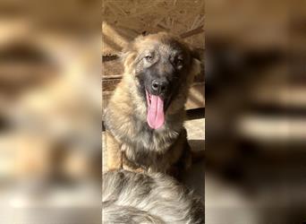Wunderschöner Schäferhund Mix Junghund in 66346 in Pflege sucht seine Familie
