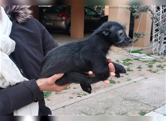 Irpinia: Terrier Mischling