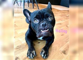 Hailey 09/2018 (in Deutschland) - ruhige, noch unsichere Französische Bulldogge Mix Hündin!