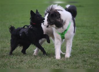 Millie kroatischer Schäferhund Mischling Junghund Mischlingshündin Hündin sucht Zuhause für immer