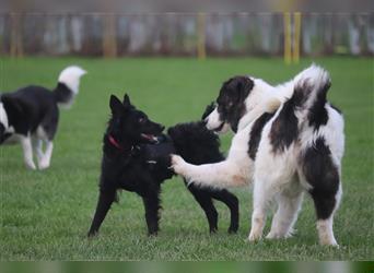 Millie kroatischer Schäferhund Mischling Junghund Mischlingshündin Hündin sucht Zuhause für immer