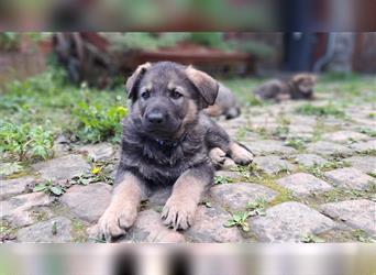 Deutscher Schäferhund – Traumhafte Welpen DDR Linie – aus liebevoller Hobbyzucht