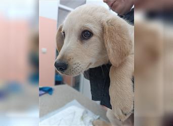 Eddie Welpe Labrador Mischlingsrüde Mischling Rüde Junghund sucht Zuhause oder Pflegestelle