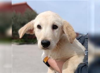 Eddie Welpe Labrador Mischlingsrüde Mischling Rüde Junghund sucht Zuhause oder Pflegestelle