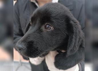 Crash Welpe Labrador Mischlingshund Mischling Rüde Junghund sucht Zuhause oder Pflegestelle