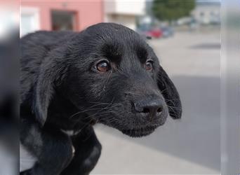 Crash Welpe Labrador Mischlingshund Mischling Rüde Junghund sucht Zuhause oder Pflegestelle