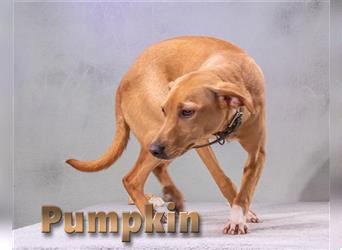 Pumpkin, ein junger Hüpfer!