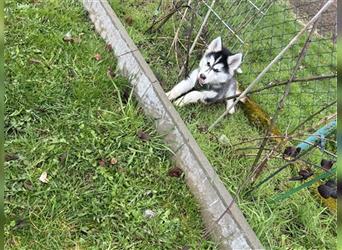 Sibirian Husky (Rüde) Welpe sucht noch ein neues Zuhause