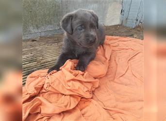 Labrador Retriever mit AT aus USA Linie, Hausaufzucht mit Familienanschluss