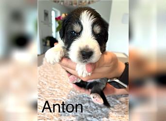 Anton - Australian Shepherd Welpe