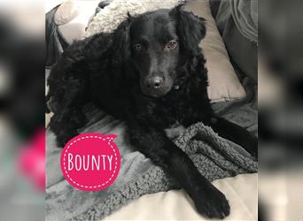 Bounty sucht einen Hundekumpel