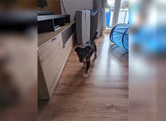 Masha, kleines Hundemädchen auf Pflegestelle in Iserlohn sucht ein Zuhause
