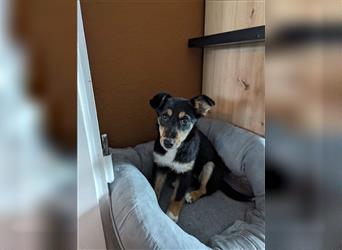 Masha, kleines Hundemädchen auf Pflegestelle in Iserlohn sucht ein Zuhause
