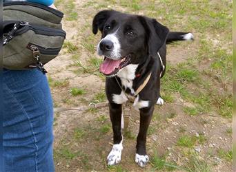 "Lexa" sucht eine Familie mit Hundeerfahrung