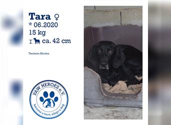 Schüchterne und liebevolle Maus TARA (ca. 4 Jahre) sucht ein Zuhause!