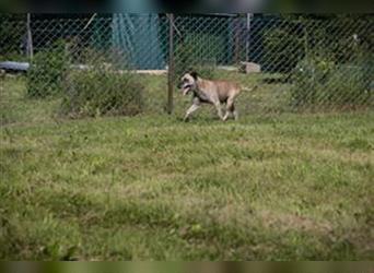 DARIJO - der liebe Kangal-Mix-Rüde sucht hundeerfahrene Menschen und träumt von einem eigenen Garten