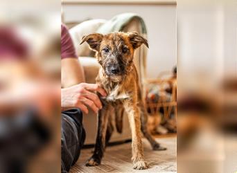 Ziva, fröhliches Hundemädchen, ca. 4 Monate, ca. 31 cm, ca. 7 kg *in 76316 Malsch*