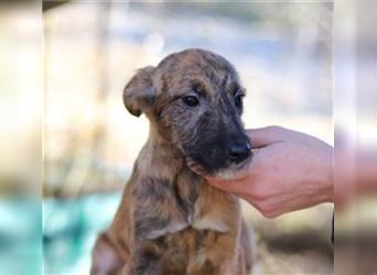 Ziva, fröhliches Hundemädchen, ca. 4 Monate, ca. 31 cm, ca. 7 kg *in 76316 Malsch*