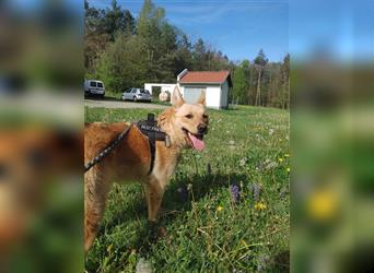 Idaho junger Mischlingsrüde Mischling Rüde Junghund sucht Zuhause oder Pflegestelle