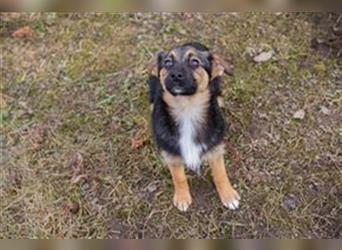 Welpe FIDES - das kleine Hundemädchen träumt von einem Zuhause bei einer lieben Familie