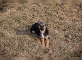 Welpe FIDES - das kleine Hundemädchen träumt von einem Zuhause bei einer lieben Familie