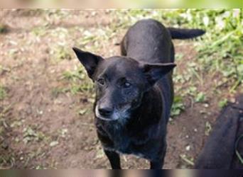 BUDDY - sehr sozialer, herzlicher und ruhiger Hundemann wünscht sich eine Familie zum Liebhaben