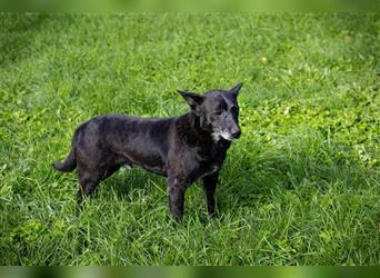 BUDDY - sehr sozialer, herzlicher und ruhiger Hundemann wünscht sich eine Familie zum Liebhaben