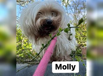 Molly, August 2018 geboren, 26 cm möchte ihre Familie finden.