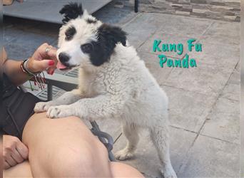 Kung Fu Panda 02/2023 (ESP) - offener und verschmuster Border-Collie Mix Junghund!