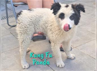 Kung Fu Panda 02/2023 (ESP) - offener und verschmuster Border-Collie Mix Junghund!