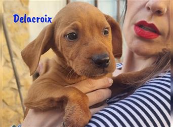 Süßer Delacroix 11/2022 (ESP) - verspielter und aufgeschlossener Jagdhund-Mix Junghund!