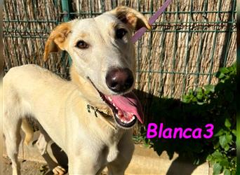 Blanca3 04/23 (ESP) - sehr verträgliche, kontaktfreudige Galgo Mix Hündin sucht liebevolles Zuhause