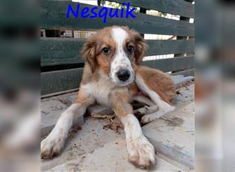 Nesquik 05/2023 (GR) - bezaubernder, geselliger, verspielter und super süßer Welpe!