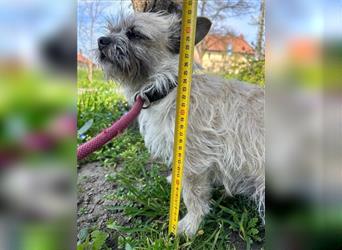 Toto, ca. 3 Jahre, 26 cm möchte endlich seine Menschen finden.