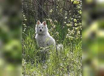 Weißer Großspitz Junghunde!