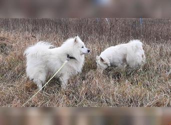 Weißer Großspitz Junghunde!