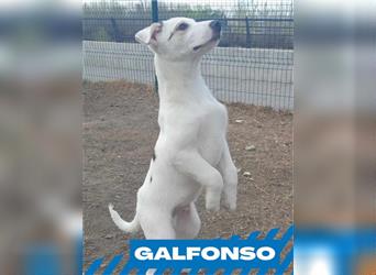 Galfonso