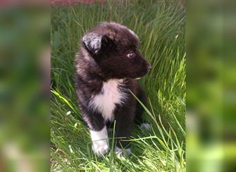 Scrable Border Collie Mischling Welpe Mischlingshund Rüde sucht Zuhause für immer