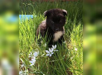 Scrable Border Collie Mischling Welpe Mischlingshund Rüde sucht Zuhause für immer