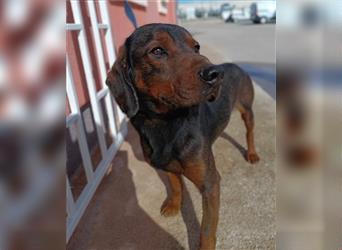 Gendry Posavski Gonic Mischlingshund Mischling Mischlingsrüde sucht Zuhause oder Pflegestelle