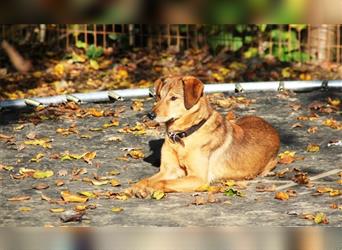 Hübscher OSCAR sucht liebevolles Zuhause mit Hundeerfahrung