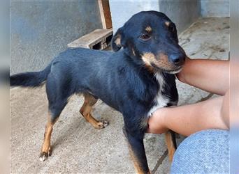 Rio ❤️ Herzenshund sucht Familie!