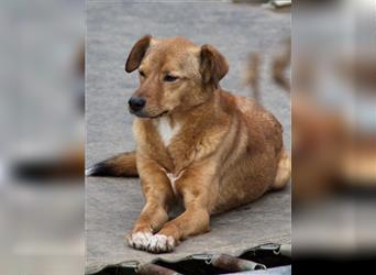 Verträumter SVEN - Herzensmensch mit Hundeerfahrung gesucht