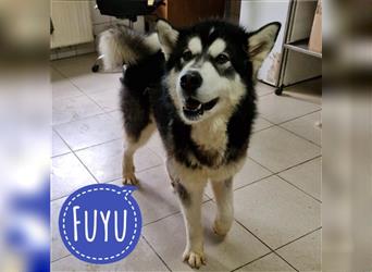 Fuyu ein Prachtexemplar in Tierheim