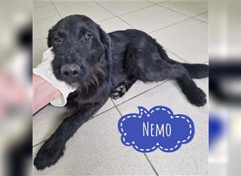 Nemo ein verspielter Familienhund
