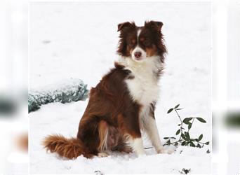 Mini American Shepherd Hündin: Red Sonja sucht ihr Für-immer-Zuhause