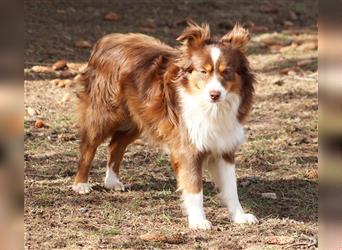 Mini American Shepherd Hündin: Red Sonja sucht ihr Für-immer-Zuhause