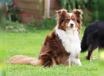 Mini American Shepherd Hündin: Red Sonja sucht ihr Für-immer-Zuhause