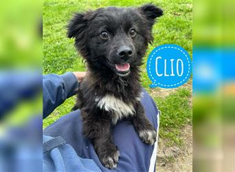 Clio ein fröhlicher Mini-Zwerg